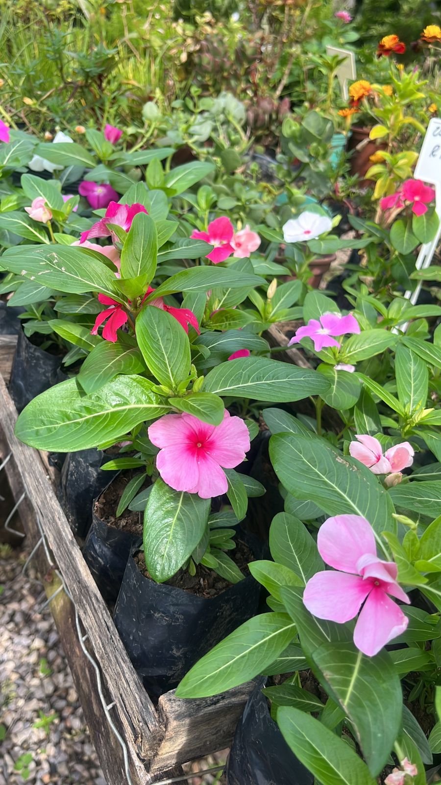 Pimenteiras ornamentais